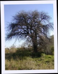 pa292559.jpg
