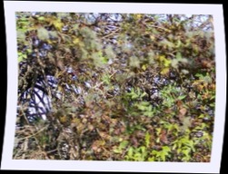 pa292585.jpg