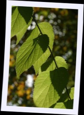 img_1377.jpg